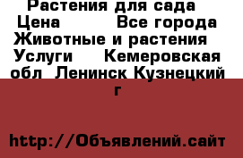 Растения для сада › Цена ­ 200 - Все города Животные и растения » Услуги   . Кемеровская обл.,Ленинск-Кузнецкий г.